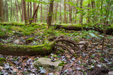 Forest Landscape Lush Forest With Moss Covered Timber