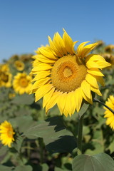 Field of sunflowers in russia.