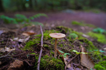 Single Mushroom Growing From Mossy Forest Floor