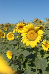 Field of sunflowers in russia.