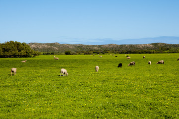 Obraz premium Sheep Pasture - Mid West - Western Australia