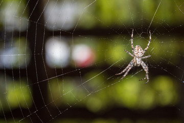 A spider on a cobweb in a summer gazebo in the Leningrad Region.