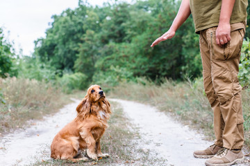 Dog training process. English cocker spaniel outdoors