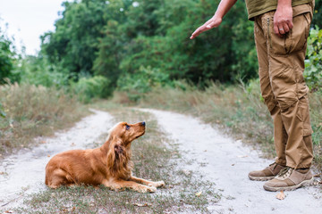 Dog training process. English cocker spaniel outdoors