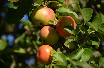 Apfelernte mit Apfelpflücker im Obstgarten