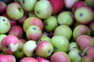 Apfelernte im Spätsommer mit Abfelpflücker