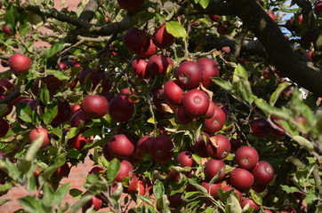 Äpfel im Obstgarten