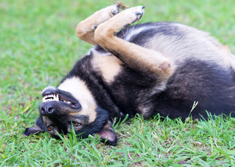 Dog on the grass