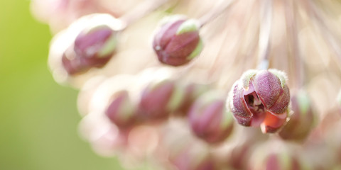 fluffy inflorescence of unusual burgundy small flowers