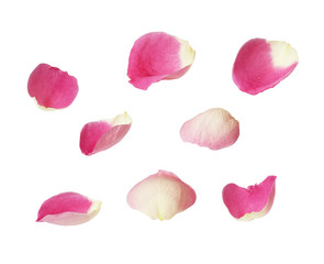 Set of pink rose petals