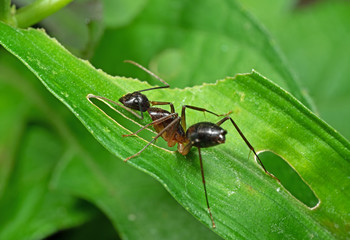 Macro Photo of Ant on Green Leaf Isolated on Blurred Background