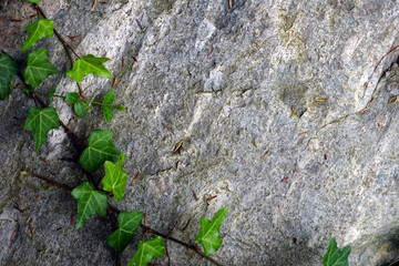Ivy on stone in garden