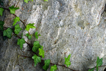 Ivy growing on rock in garden