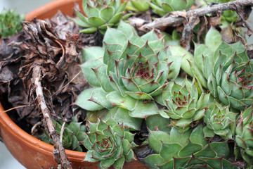 Succulent plant in pot in garden