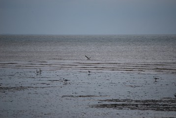 Seagull on Leysdown Beach