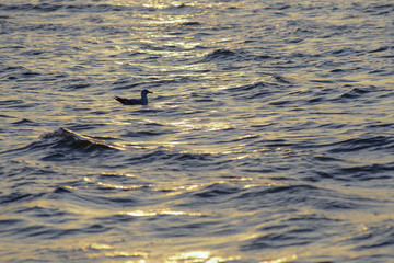 Baltic Sea