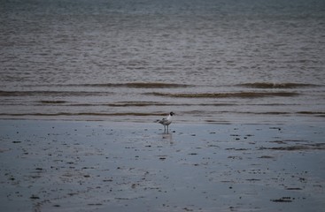 Seagull on Leysdown Beach