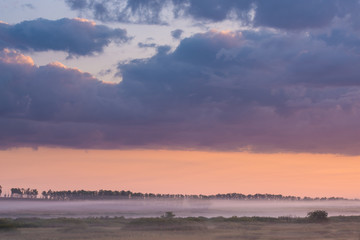 trees on meadow covered in dense fog with beautiful pastel sky on background 
