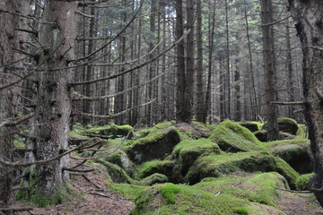 Harz