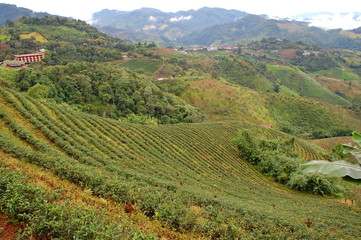 Fototapeta na wymiar Tea plantations in the mountain in Mae Salong, Ching Rai, Thailand