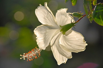 Closeup of White Hibiscus flower in Thailand
