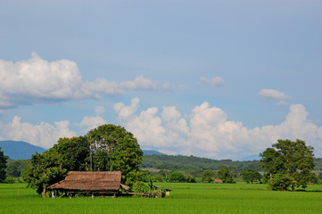 Rice fields in countryside in Chingmai, Thailand