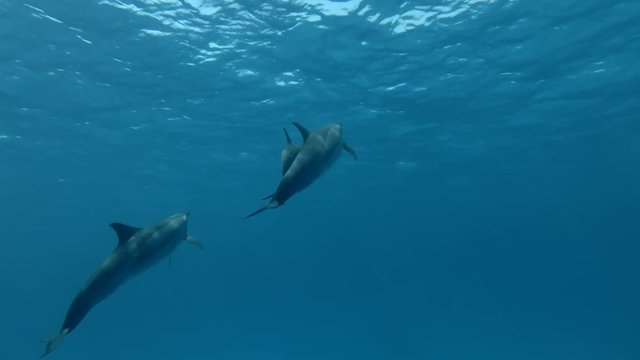 Group of Spinner Dolphins swims over the sandy bottom and rise to the surface to breathe (Underwater shot, 4K / 60fps)
