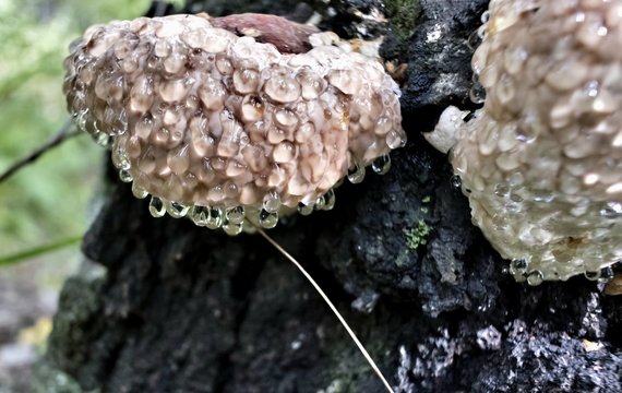 mushroom with the Latin name Inonotus hispidus