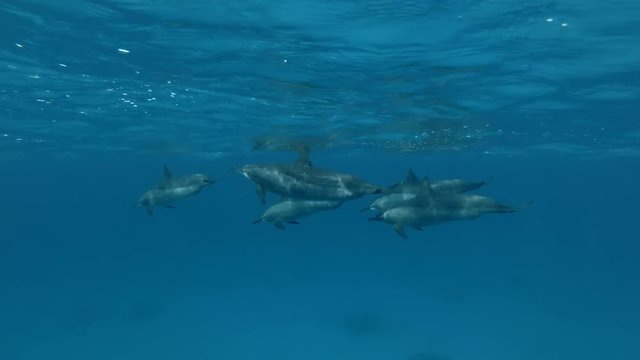 Group of pregnant Dolphins swim under surface of the blue water (Spinner Dolphin, Stenella longirostris) Close-up, Underwater shot, 4K / 60fps
