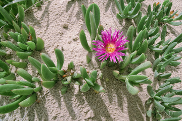 Pigface, Ice Plan to Angular Sea Fig Flower (Carpobrotus glaucescens) - A native Australian edible...