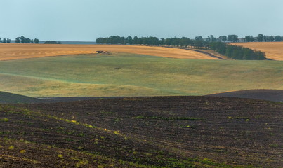 Green fields. Agricultural landscape. Harvest. South of Russia. Geometry of fields.