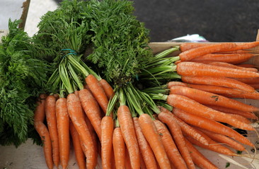 bouquets de carottes nouvelles