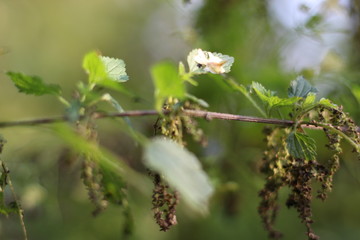 insect on flower