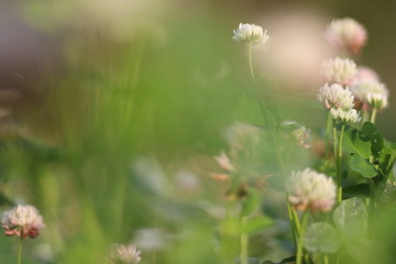 flowers on green background