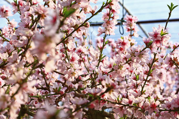 Fototapeta premium Beautiful peach blossom