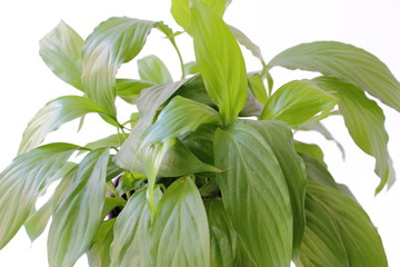 Houseplants: green Spathiphyllum