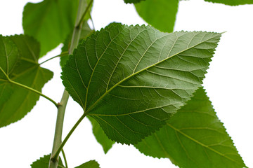 green leaf isolated on a white background