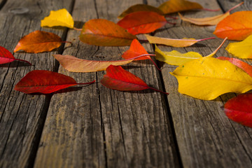 autumn leaves on old weathered wooden