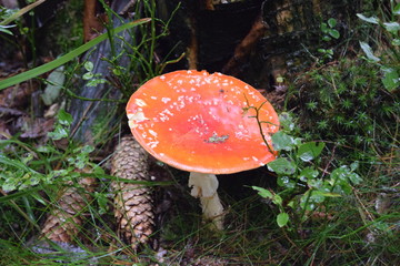 Pilz