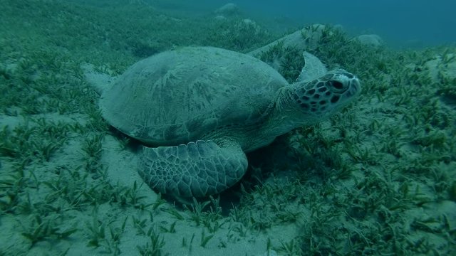 Green sea turtle asleep lying on the sea grass, wakes up and swims to the top (Chelonia mydas) Front shots, Close-up, Underwater shot, 4K / 60fps
