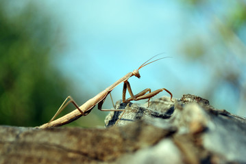 European mantis (Mantis religiosa) female on rough wooden gray background, soft blurry blue sky and trees backdrop
