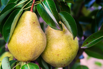 Pears