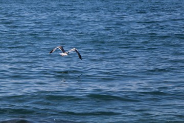 Flying seagull above the sea