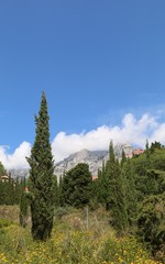 Mountains and cypresses 