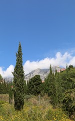 Fototapeta premium Mountains and cypresses 