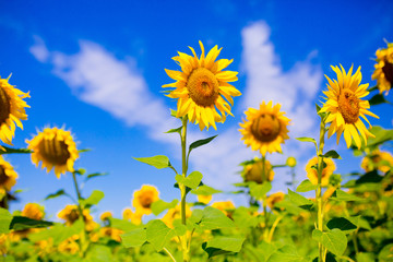 Fields of sunflower, farming sunflower oil beautiful landscape of yellow flowers of sunflowers against the blue sky, copy space
