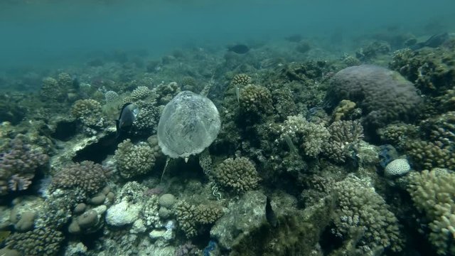 Sea turtle swim over coral reef. Red sea, Marsa Alam, Abu Dabab, Egypt (Underwater shot, 4K / 60fps) 
