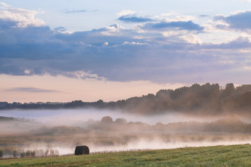 Fototapeta premium trees on meadow covered in dense fog with beautiful pastel sky on background 