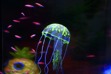 jellyfish