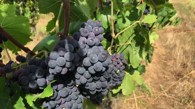 Bunches of dark purple ripe grape with mat bloom and green leaves, berries in handsome bunches at vineyard farm, growing vine at summer day with bright sunlight